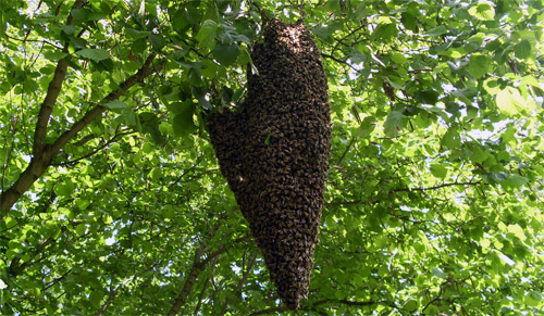 Bienenschwarm an einem Ast in typischer Traubenform.