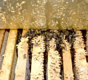 Blick unter die Folie. Vier Wabengassen sind eng besetzt. Etwa 4000 Bienen?