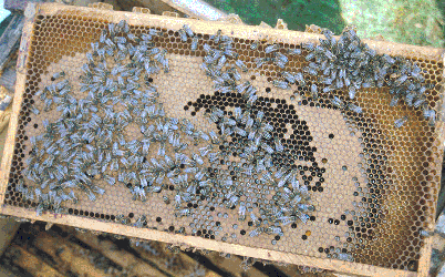 Solche Brutwaben werden entnommen! Jedes Brutbrett hat etwa 500 Bienen und 5000 Arbeiterinnenzellen.