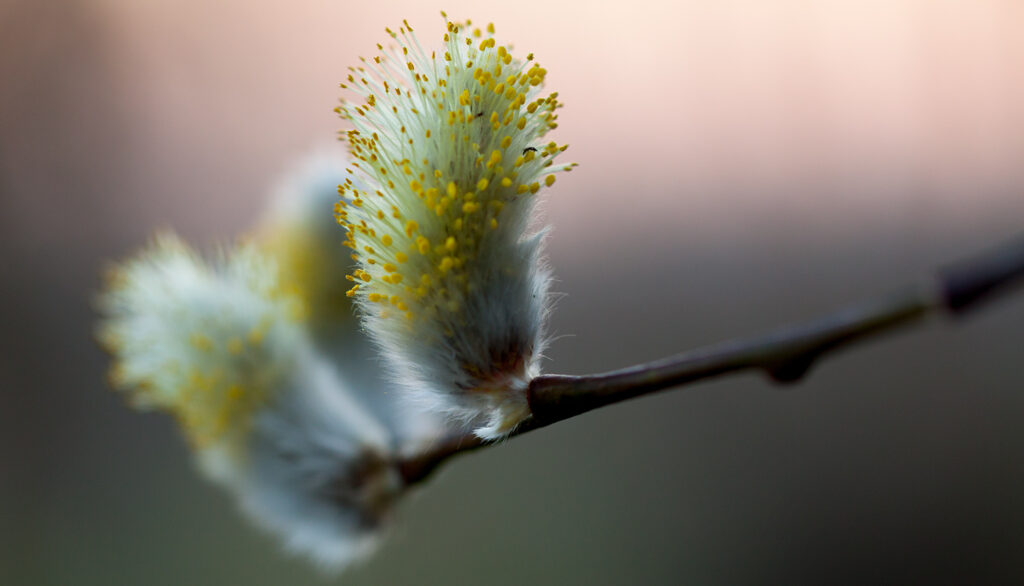 Weidenblüte