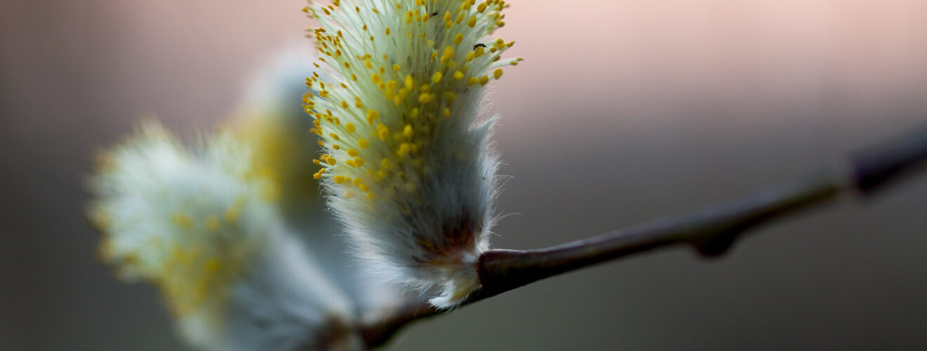 Weidenblüte
