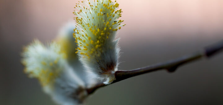 Weidenblüte