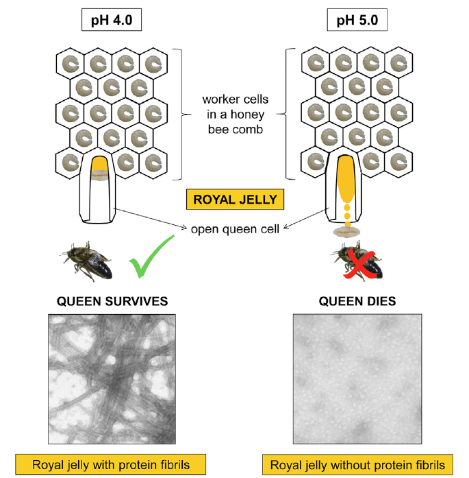 Die hohe Viskosität des Gelée Royale sorgt dafür, dass die Königinnenlarve in der senkrechten Zelle stabil auf dem Futtersaft liegen bleibt (nach Buttstedt et al. 2018).